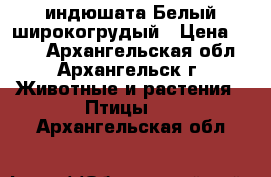 индюшата Белый широкогрудый › Цена ­ 500 - Архангельская обл., Архангельск г. Животные и растения » Птицы   . Архангельская обл.